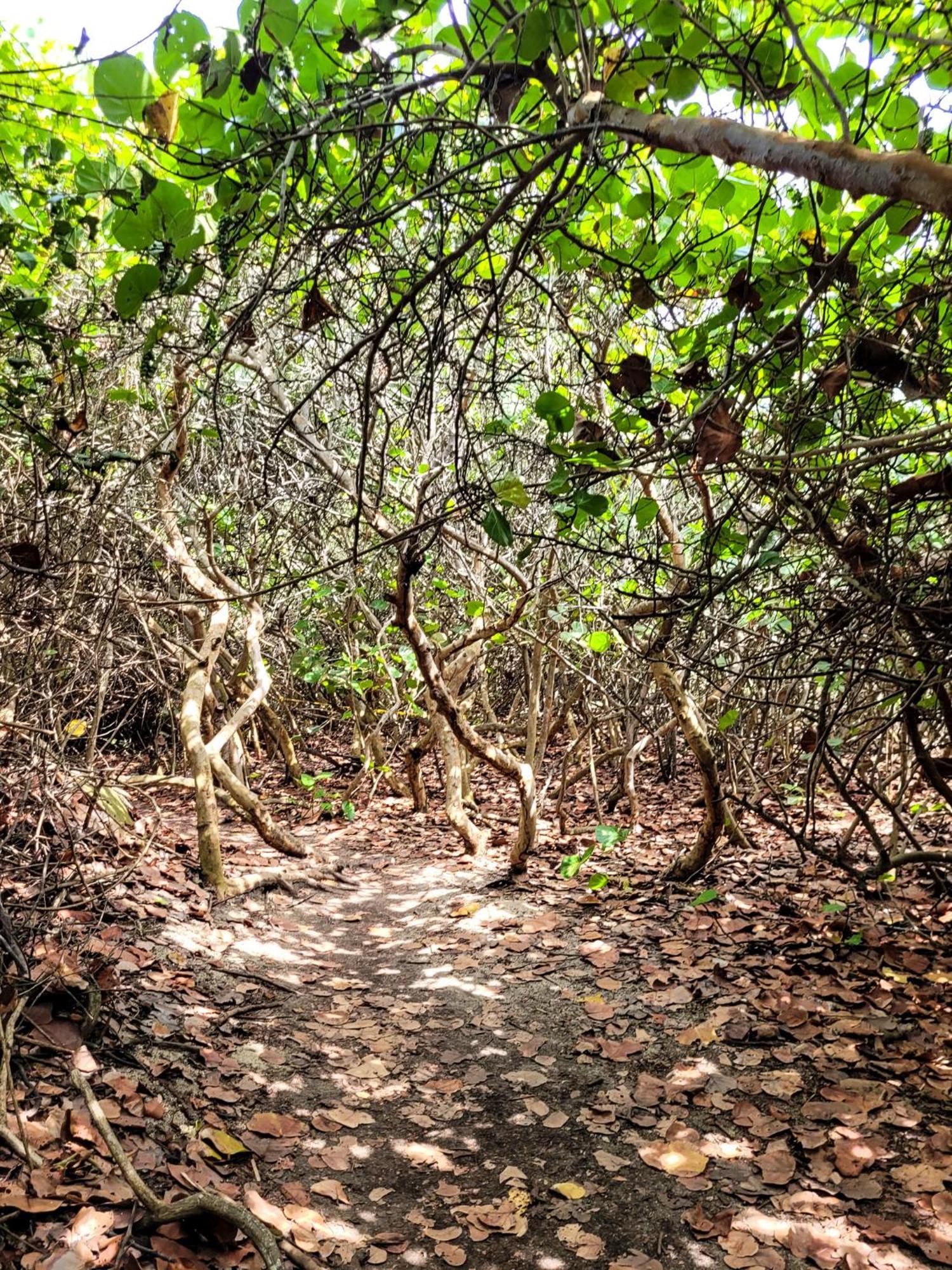 אל סאינו Tayrona Angel Lodge מראה חיצוני תמונה